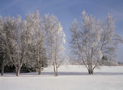 Picture of CANADA, MANITOBA, BIRDS HILL PROVINCIAL PARK