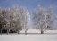 Picture of CANADA, MANITOBA, BIRDS HILL PROVINCIAL PARK
