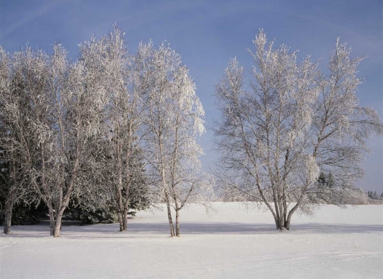 Picture of CANADA, MANITOBA, BIRDS HILL PROVINCIAL PARK