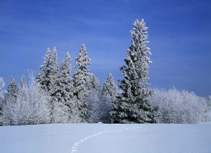 Picture of CANADA, MANITOBA, BIRDS HILL PROVINCIAL PARK