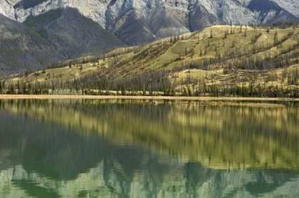 Picture of CANADA, JASPER NP REFLECTION ON TALBOT LAKE