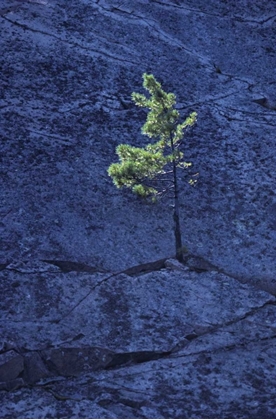 Picture of CANADA, ONTARIO PINE TREE GROWING IN A ROCK