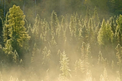 Picture of CANADA, WORTHINGTON CONIFERS IN MORNING FOG