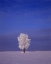 Picture of CANADA, DUGALD, HOARFROST ON COTTONWOOD TREE