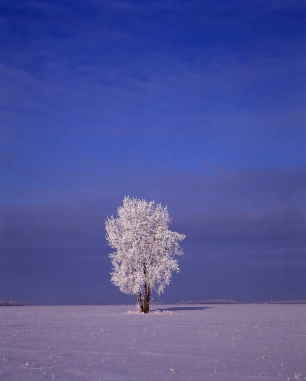 Picture of CANADA, DUGALD, HOARFROST ON COTTONWOOD TREE