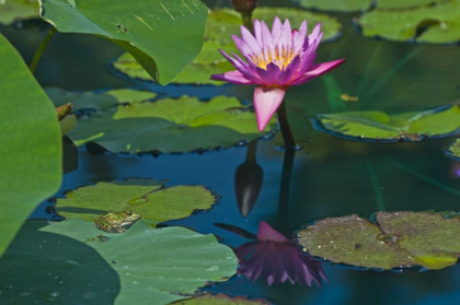 Picture of CANADA, MANITOBA, WINNIPEG FROG ON LILY PAD