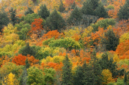 Picture of CANADA, ALGONQUIN PP HILL IN AUTUMN FOLIAGE