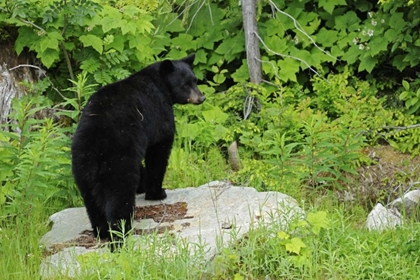 Picture of CANADA, BC, PEMBERTON AMERICAN BLACK BEAR
