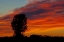 Picture of CANADA, PORTAGE LA PRAIRIE TREES AT SUNRISE
