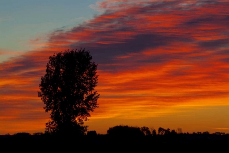 Picture of CANADA, PORTAGE LA PRAIRIE TREES AT SUNRISE