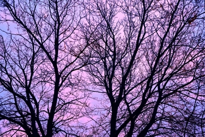 Picture of CANADA, WINNIPEG BRANCHES OF A SLIVER MAPLE