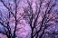 Picture of CANADA, WINNIPEG BRANCHES OF A SLIVER MAPLE
