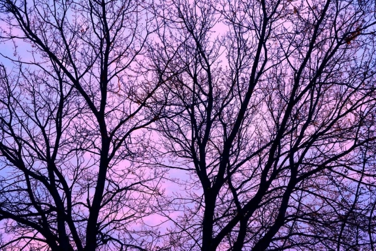 Picture of CANADA, WINNIPEG BRANCHES OF A SLIVER MAPLE