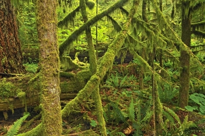 Picture of CANADA, BC ,MOSSY TREES IN CATHEDRAL GROVE