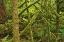 Picture of CANADA, BC ,MOSSY TREES IN CATHEDRAL GROVE