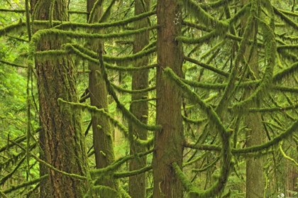 Picture of CANADA, BC ,MOSSY TREES IN CATHEDRAL GROVE