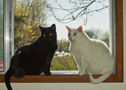 Picture of CANADA, WINNIPEG BLACK AND WHITE HOUSE CATS