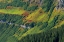 Picture of CANADA, WATERTON LAKES NP ALPINE VEGETATION