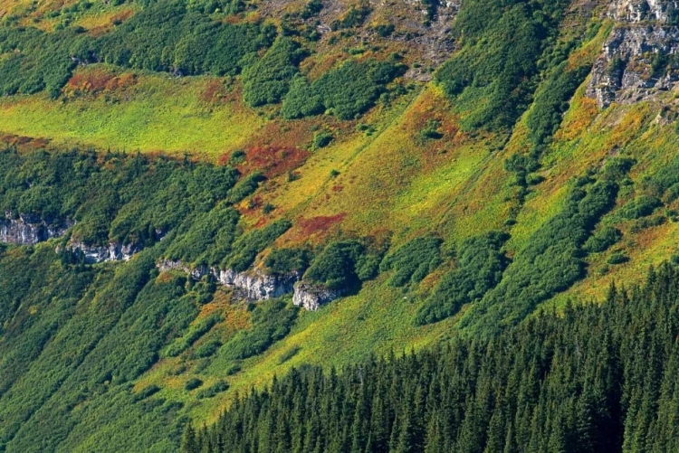 Picture of CANADA, WATERTON LAKES NP ALPINE VEGETATION