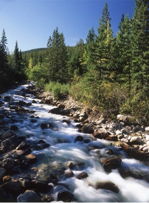 Picture of CANADA, ALBERTA, MOUNTAIN STREAM IN JASPER NP