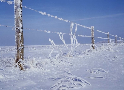 Picture of CANADA, MANITOBA, DUGALD, HOARFROST AND FENCE