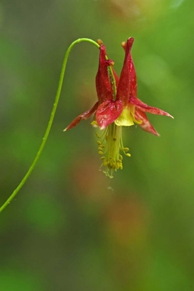 Picture of CANADA, THOUSAND ISLANDS NP COLUMBINE FLOWER