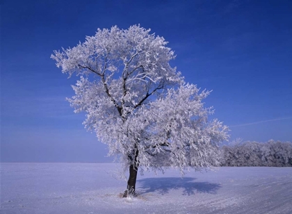 Picture of CANADA, DUGALD, HOARFROST ON COTTONWOOD TREES