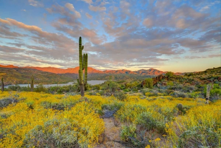 Picture of AZ, LAKE BARTLETT SUNSET ON DESERT LANDSCAPE