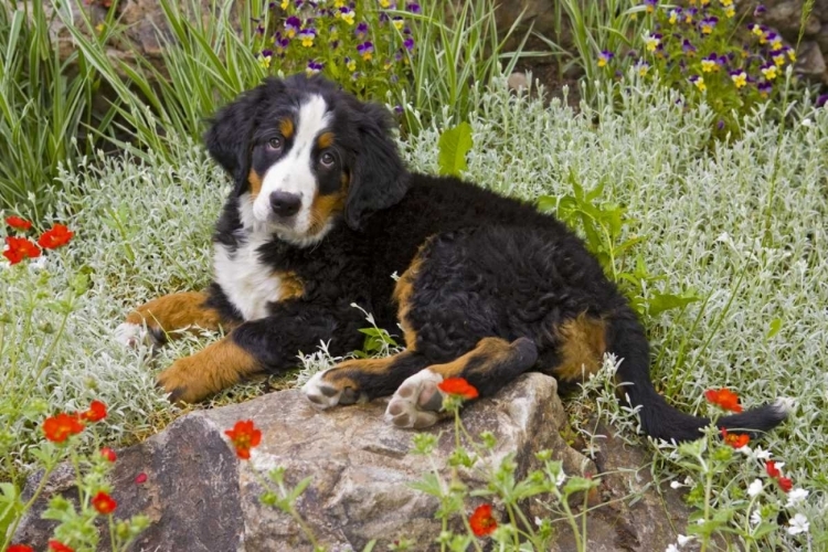 Picture of CO, BRECKENRIDGE FEMALE BERNESE MOUNTAIN DOG