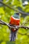 Picture of COSTA RICA, RIO SAVEGRE MALE COLLARED TROGON