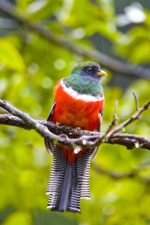 Picture of COSTA RICA, RIO SAVEGRE MALE COLLARED TROGON