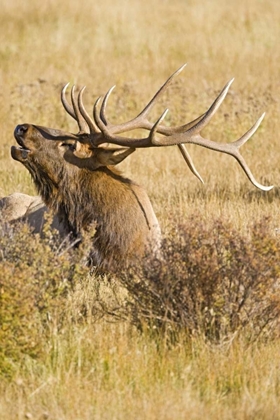 Picture of CO, ROCKY MTS BULL ELK RESTS IN GRASSY FIELD