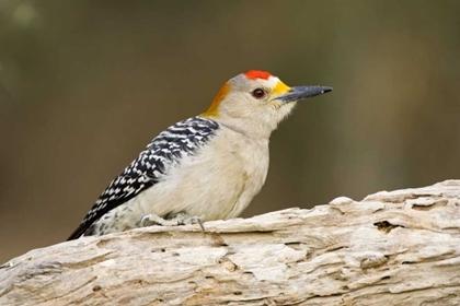 Picture of TX, MISSION, GOLDEN-FRONTED WOODPECKER ON LOG