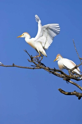 Picture of TX, HIGH ISLAND, CATTLE EGRET PAIR IN ROOKERY