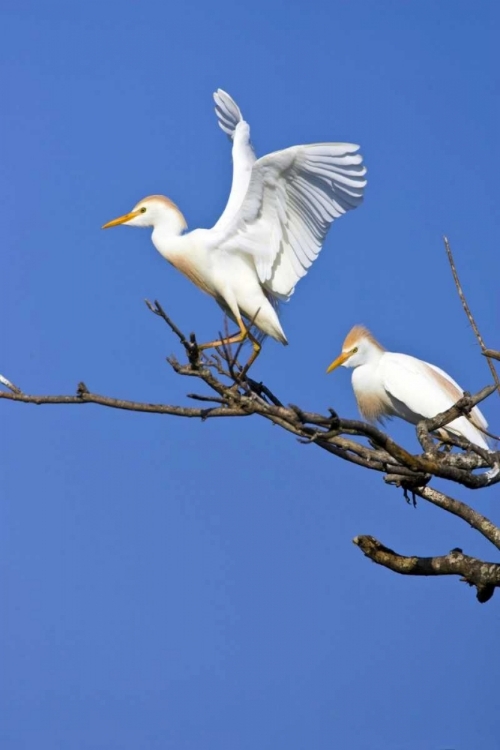 Picture of TX, HIGH ISLAND, CATTLE EGRET PAIR IN ROOKERY