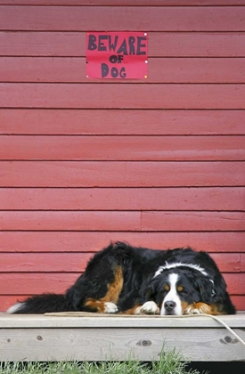 Picture of CO, BRECKENRIDGE BERNESE MOUNTAIN DOG SLEEPS