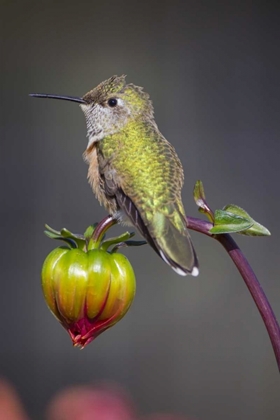 Picture of USA, COLORADO HUMMINGBIRD RESTS ON FLOWER BUD