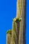 Picture of ARIZONA, TUCSON BLOOMING CACTUS IN SAQUARO NP
