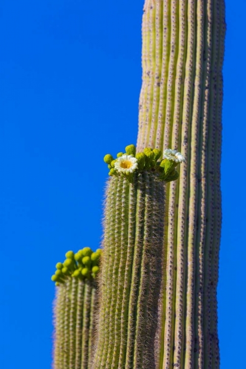 Picture of ARIZONA, TUCSON BLOOMING CACTUS IN SAQUARO NP