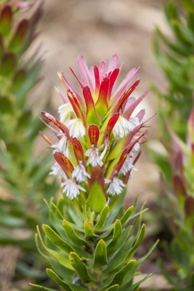Picture of AFRICA, SOUTH AFRICA, CAPE TOWN PROTEA FLOWER