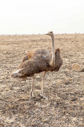 Picture of SOUTH AFRICA FEMALE OSTRICH IN MATING DISPLAY