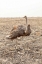 Picture of SOUTH AFRICA FEMALE OSTRICH IN MATING DISPLAY