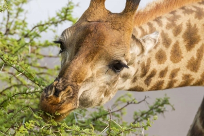 Picture of SOUTH AFRICA GIRAFFE FEEDING ON ACACIA LEAVES