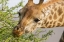 Picture of SOUTH AFRICA GIRAFFE FEEDING ON ACACIA LEAVES