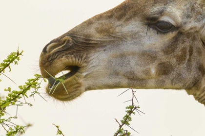 Picture of SOUTH AFRICA GIRAFFE FEEDING ON ACACIA LEAVES