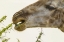 Picture of SOUTH AFRICA GIRAFFE FEEDING ON ACACIA LEAVES