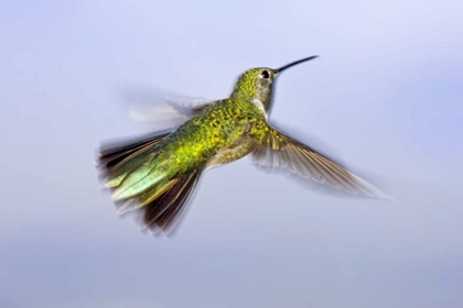 Picture of COLORADO, HEENEY RUFOUS HUMMINGBIRD IN FLIGHT