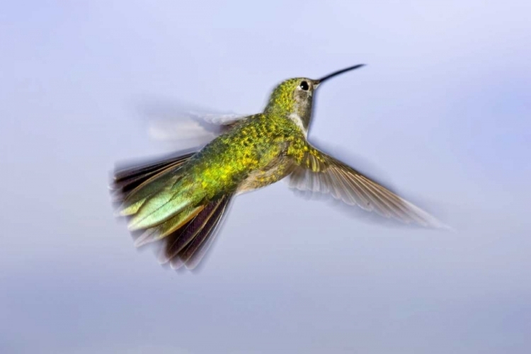 Picture of COLORADO, HEENEY RUFOUS HUMMINGBIRD IN FLIGHT