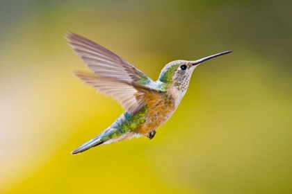 Picture of COLORADO, HEENEY RUFOUS HUMMINGBIRD IN FLIGHT