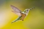 Picture of COLORADO, HEENEY RUFOUS HUMMINGBIRD IN FLIGHT